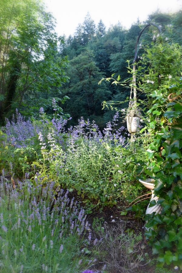 Why Catmint Is My Favorite Cottage Garden Perennial ⋆