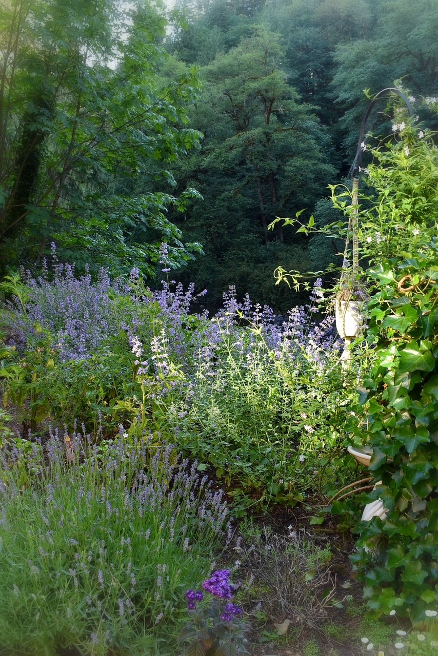 Why Catmint is My Favorite Cottage Garden Perennial ⋆