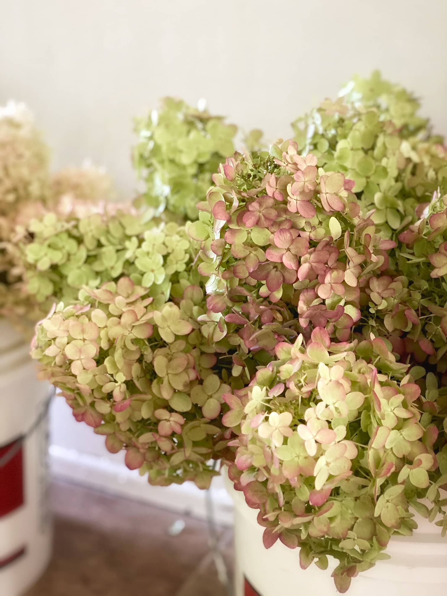 Image of Autumnal hydrangea flowers cluster