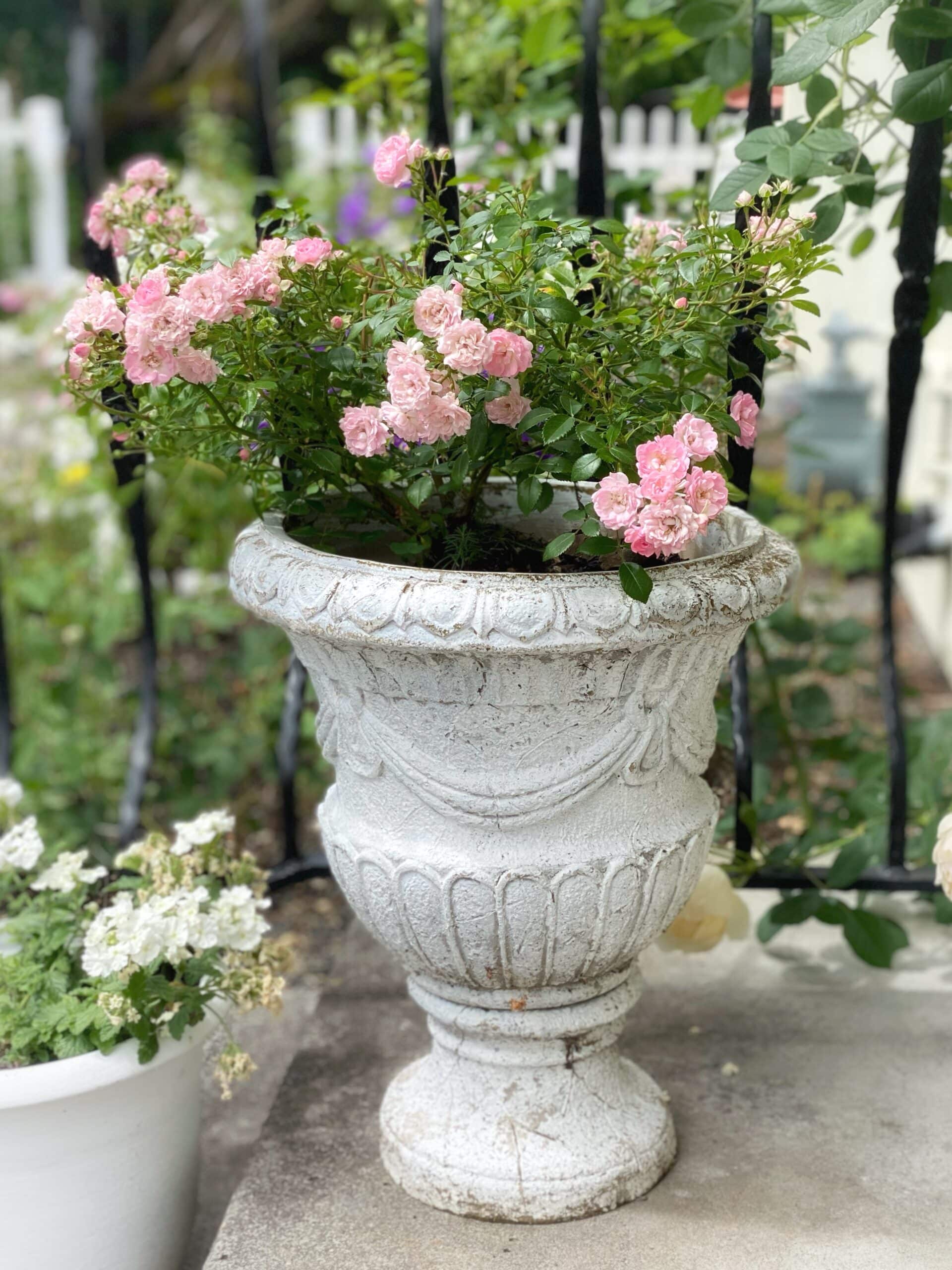 The Fairy Rose ⋆ SomeTyme Place