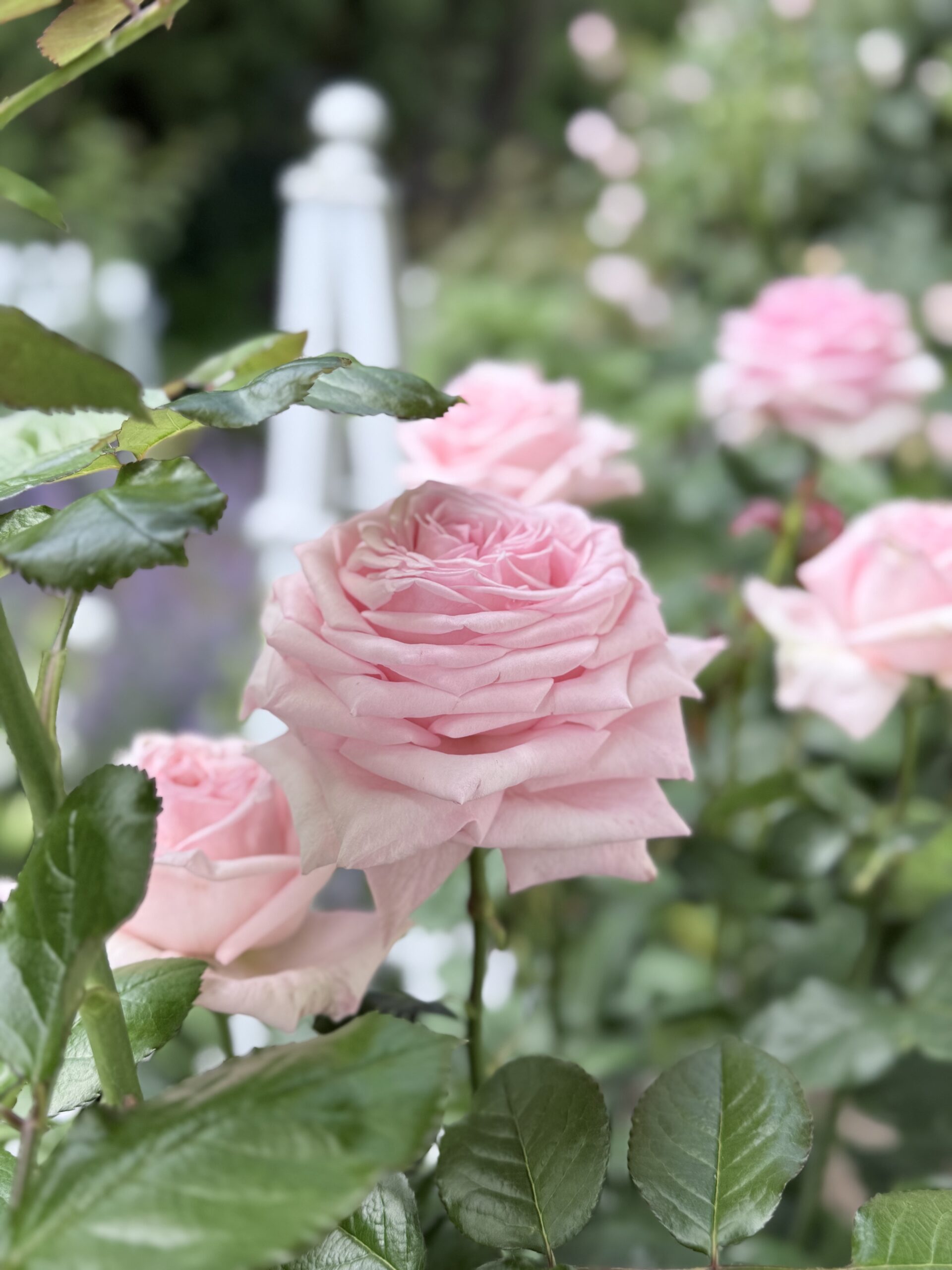 Pink O'Hara Rose joins the Garden ⋆ SomeTyme Place